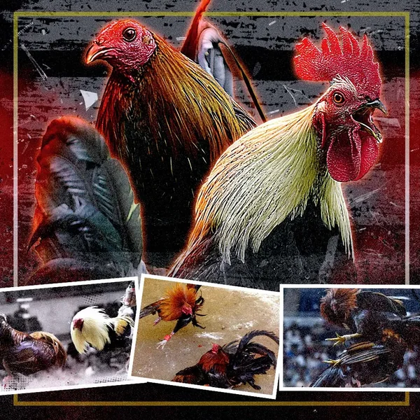 featured image for winspire88 online sabong page